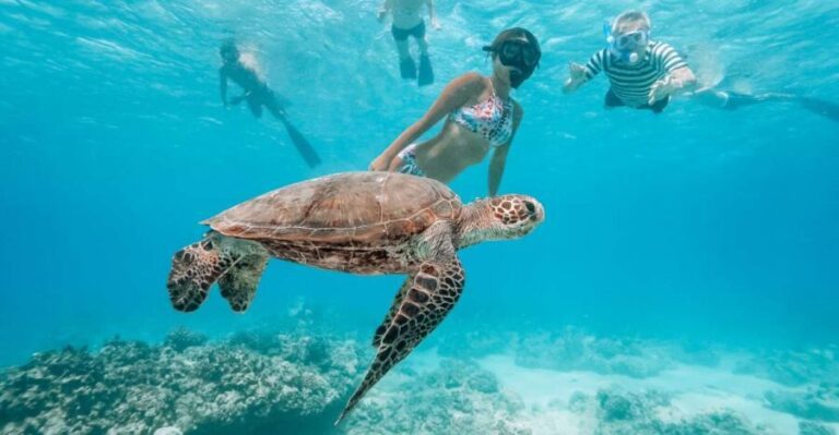 Oahu: Waikiki Turtle Snorkeling Adventure - What to Expect on the Tour