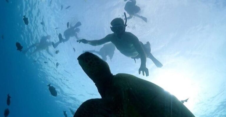 Oahu: Waikiki Turtle Snorkeling Adventure Cruise - The Review in Numbers and Words