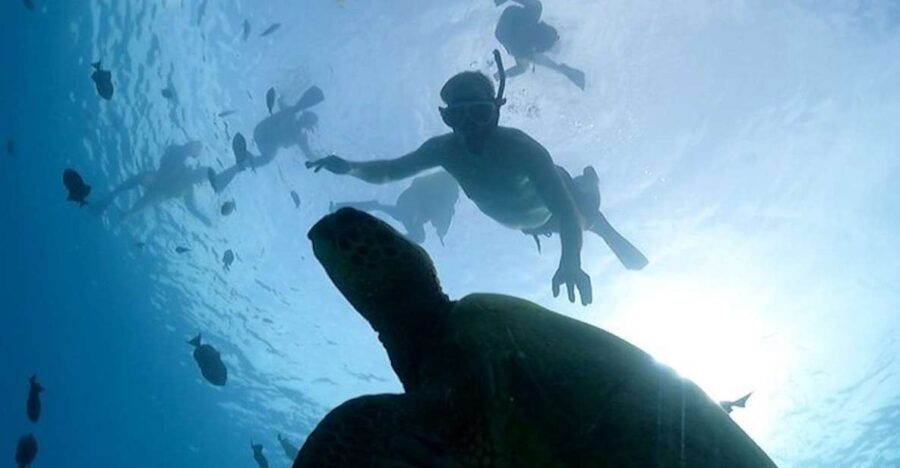 Oahu: Waikiki Turtle Snorkeling Adventure Cruise - The Review in Numbers and Words