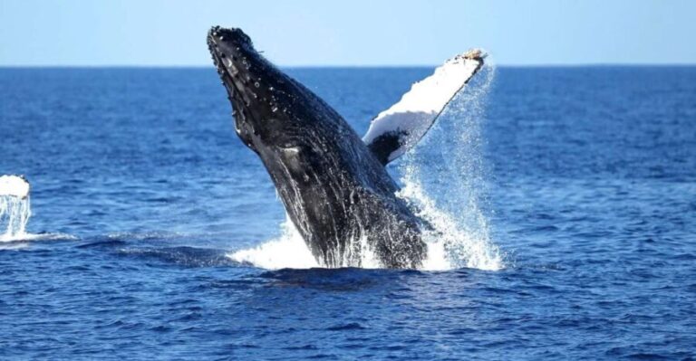 Oahu: Waikiki Whale Watching Cruise - What the Reviews Say