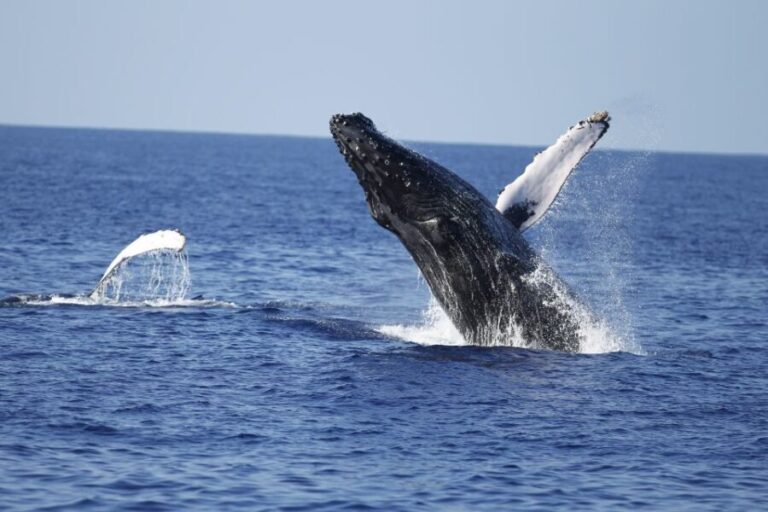 Oahu: Waikiki Whale Watching Tour-Donut and Coffee Included - What Travelers Love and Consider