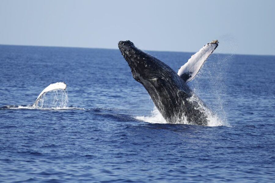 Oahu: Waikiki Whale Watching Tour-Donut and Coffee Included - What Travelers Love and Consider