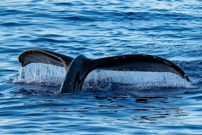 Oahu Whale Watch Tour & Waikiki Sunset Boat Tour - The Experience in Detail