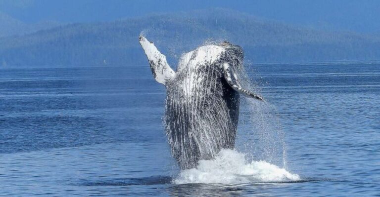 Oahu: Whale Watching Afternoon Sailing Cruise - An In-Depth Look at the Whale Watching Cruise