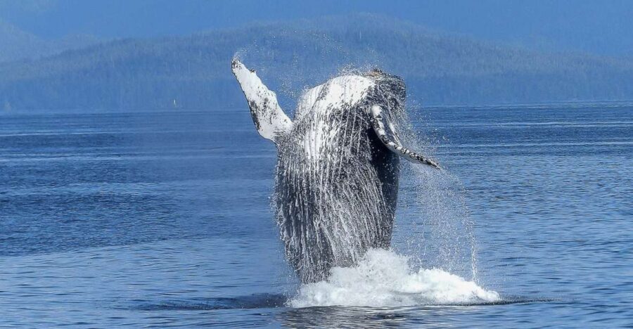 Oahu: Whale Watching Afternoon Sailing Cruise - An In-Depth Look at the Whale Watching Cruise