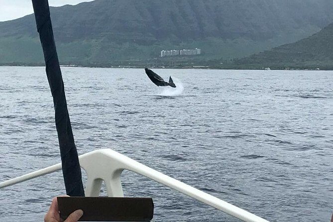 Oahu Whale Watching Excursion - The Experience on Board