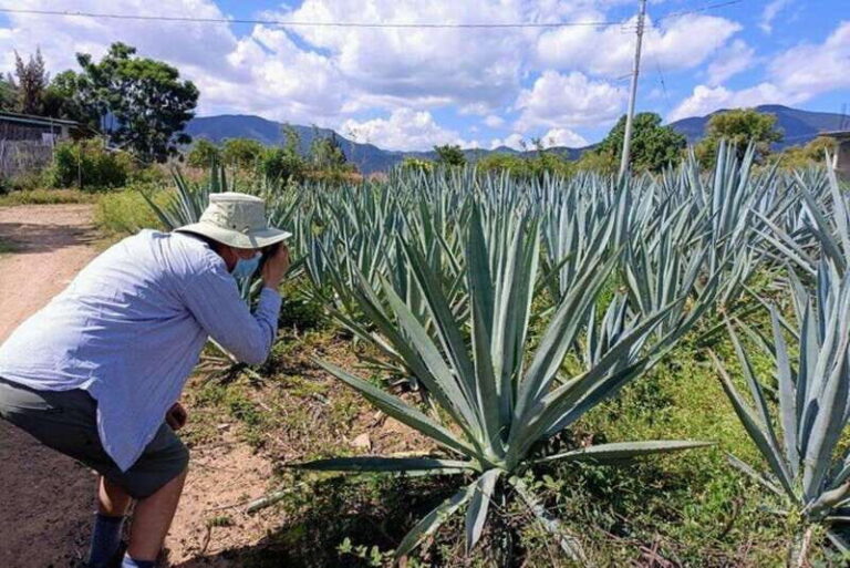 Oaxaca: Ancestral Mezcal Experience - The Practicalities