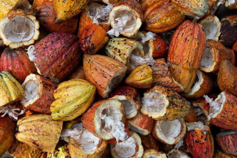 Oaxaca: Chocolate and Ancestral Drinks Tour - Deep Dive: The Itinerary & Experience