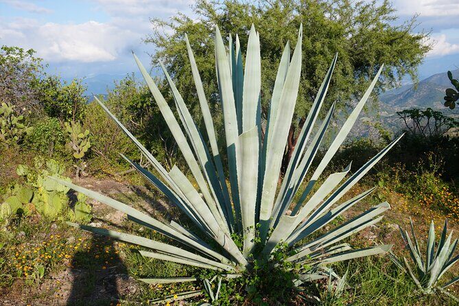 Oaxaca Day Trip Markets Hierve el Agua and Mezcal Tasting - Who Will Love This Tour?