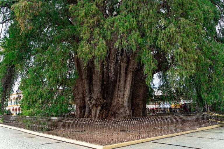 Oaxaca: El Tule tree, Teotitlan Village & Mezcal Tour - Transportation and Logistics