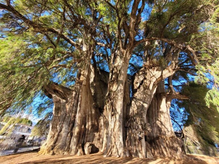 Oaxaca: Guided Bike Tour to the Largest Tree in the World - A Detailed Look at the Tour