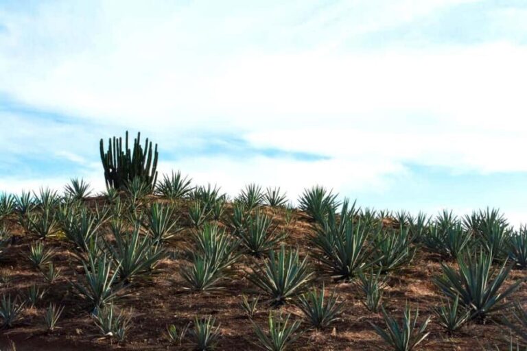 Oaxaca: Mezcal Tasting & Barrel Ride - Visiting the Agave Fields and the Palenque