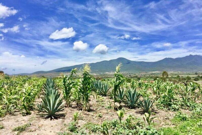 Oaxaca: Private Gastronomy and Culture Tour - Savoring Oaxaca: Gourmet 4-Course Meal