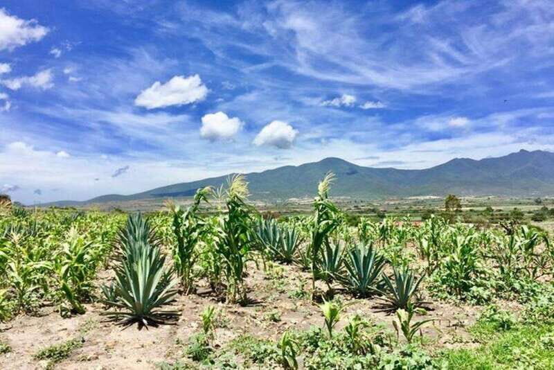 Oaxaca: Private Gastronomy and Culture Tour - Savoring Oaxaca: Gourmet 4-Course Meal
