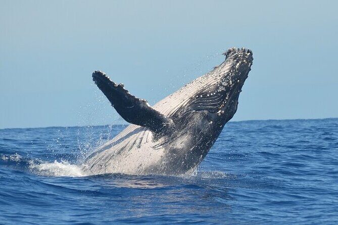 Observation DE Marine Mammals Dolphins and Ballenas EN Huatulco