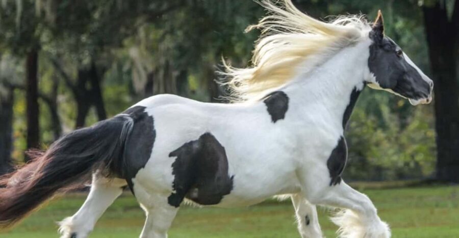 Ocala: Gypsy Gold Horse Farm Guided Walking Tour