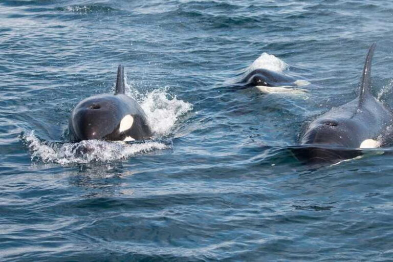 Ocean Safari in La Ventana BCS - Deep Dive into the Experience