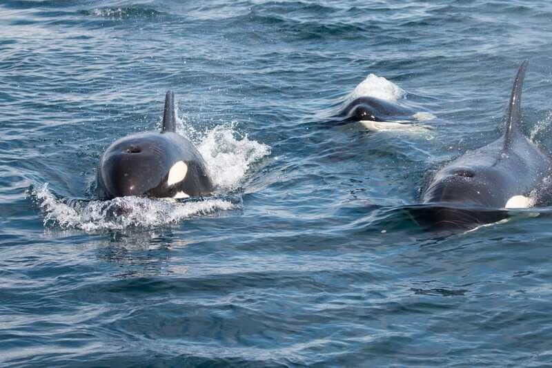 Ocean Safari in La Ventana BCS - Deep Dive into the Experience