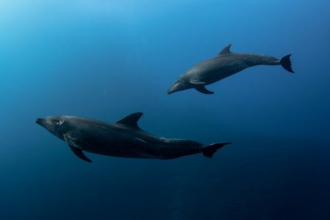 Ocean Safari in San Jose del Cabo - Practical Details and Tips for Travelers