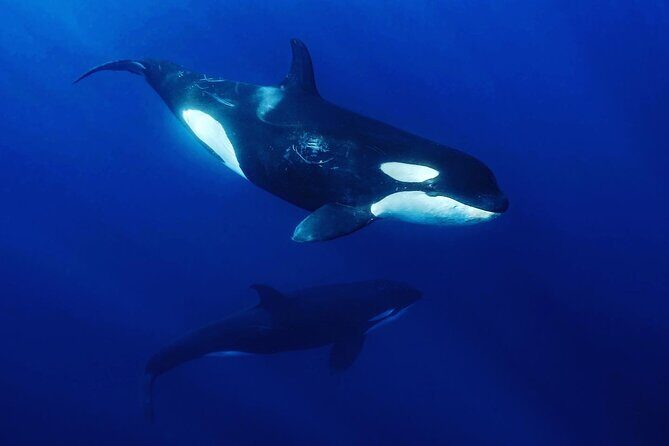 Ocean Safari: Sea Lions, Mobula Rays, Dolphins, Orcas & Whales - Final Thoughts: Is This Tour For You?