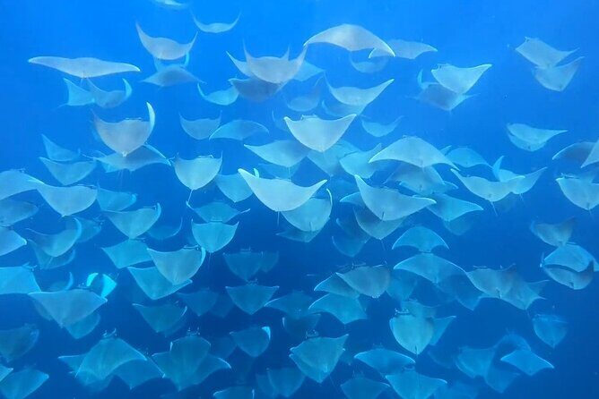 Ocean safari, snorkel with pelagic animals - Final Thoughts: Is It Worth It?