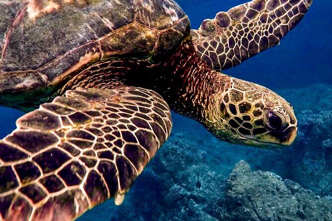 Ocean Safari Tour in Cabo San Lucas - The Sum Up: Who Will Love This?
