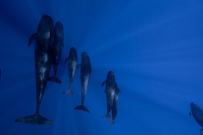 Offshore Safari Adventure in Kona with Underwater Videos - Itinerary Breakdown