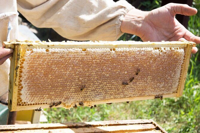 Okanagan Bee Tour and Lunch at Winery in Kelowna - The Practical Side