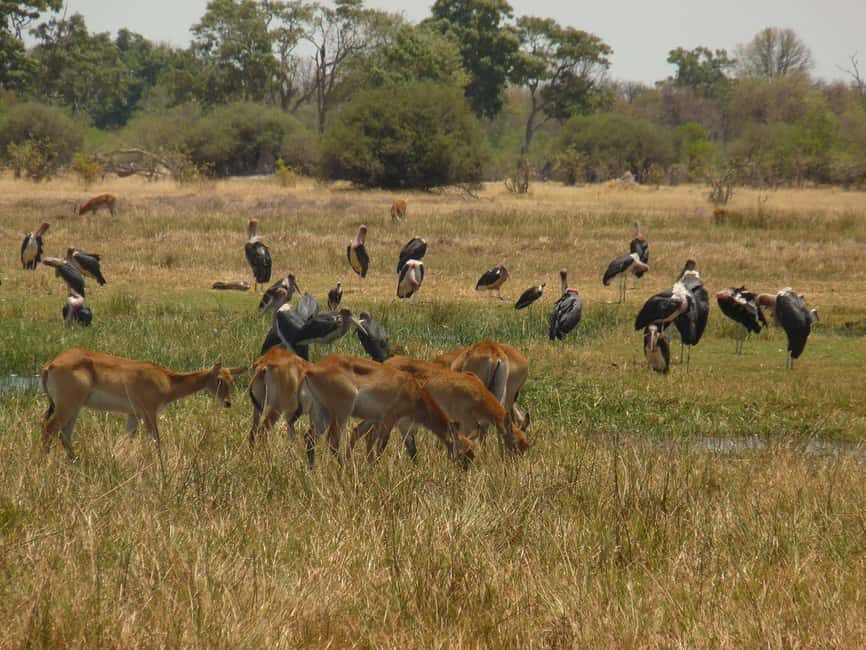 Okavango Delta: Tour with game drives & mokoro trips - What’s Included and What to Consider