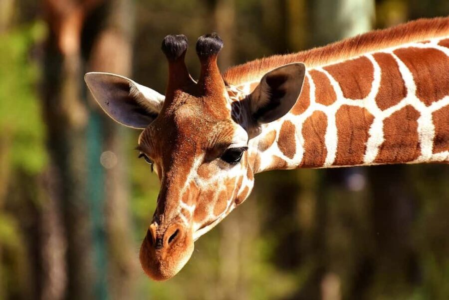 Ol Pejeta Conservancy Day tour & Game Drive from Nairobi - Wildlife & Conservation: The Heart of the Experience