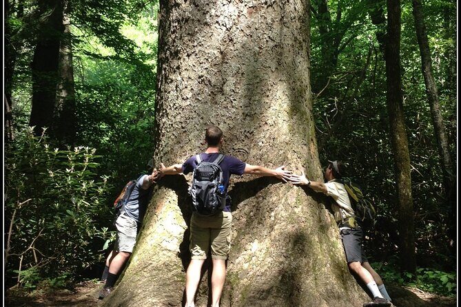 Old Growth Forest Cascade - Who Is This Tour Best For?