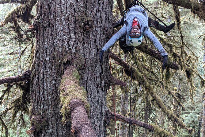 Old-Growth Tree Climbing at Silver Falls State Park - Practical Tips for Your Climb