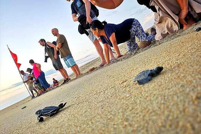 Olive Ridley Turtle Release Experience - Who Will Love This Tour?