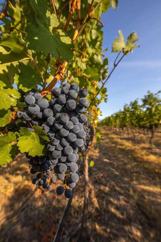 Oliver: Oliver Full Day Guided Wine Tour - Itinerary Breakdown and What You Can Expect