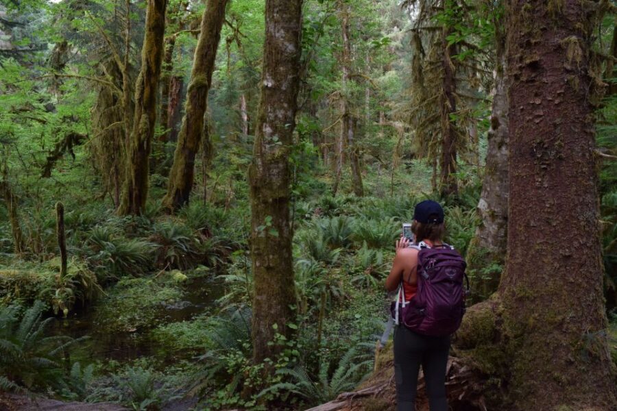 Olympic National Park: Hoh Rain Forest and Rialto Beach Tour