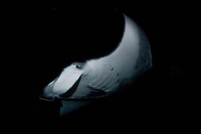 One Tank Manta Night Dive and Snorkel - The Value of This Experience