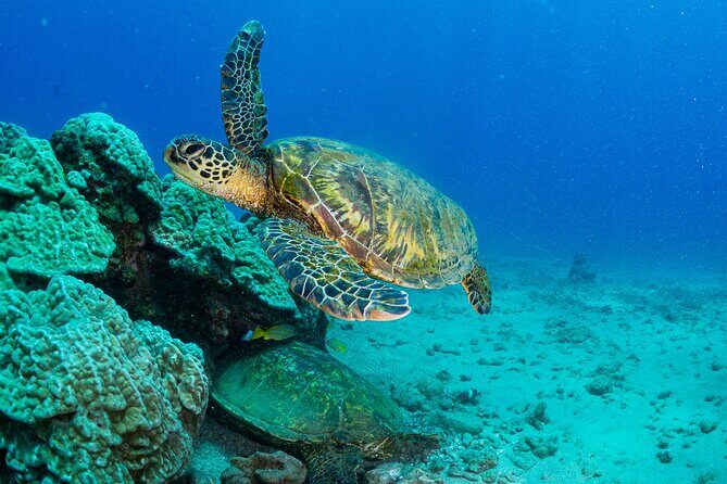 One Tank Scuba Diving in Kauai South Shore Certified Diver Only - Diving Into the Details: What You Can Expect from This Kauai Shore Experience
