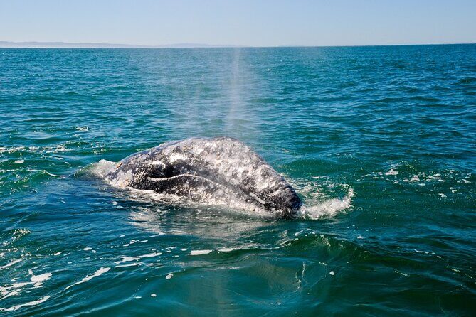 Only Wildlife and Whale Watching Tour Leaving from Seattle - What Travelers Say: Authentic Feedback