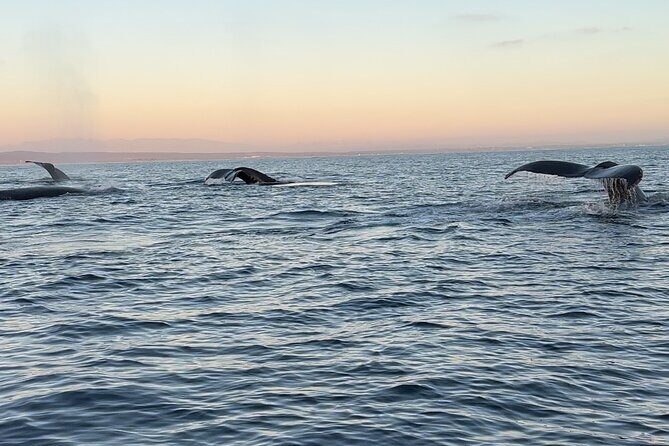 Open Boat Whale Watching - Why This Tour Offers Good Value