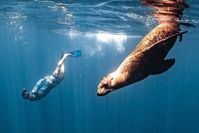 Open Ocean Safari and Whale Watching - The Marine Encounters