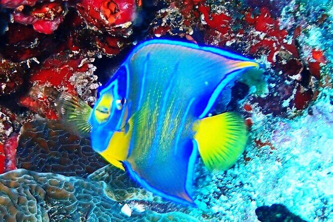 Open Water Certification Course-PADI - The Itinerary in Detail