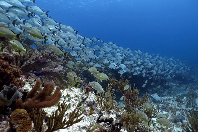 Open Water Diver 2-Day PADI Course in Playa del Carmen - The Itinerary Breakdown