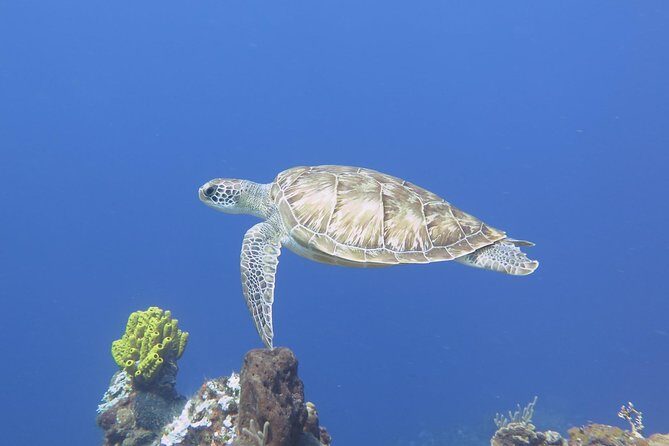 Open Water Diver course PADI in Cancun - Overview of the Experience