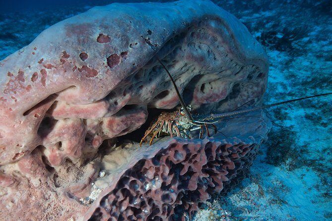 Open Water Diver course PADI including underwater video - What to Expect: An In-Depth Look at the Itinerary
