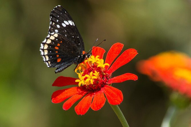 Openwork butterfly garden - FAQ