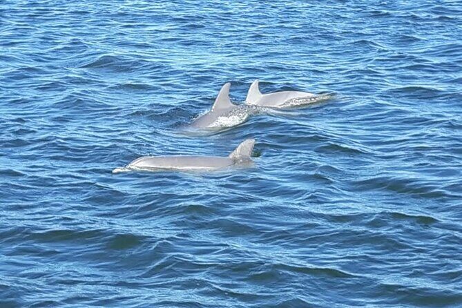 Orange Beach Dolphin Eco Boat Tour - The Sum Up