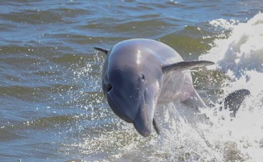 Orange Beach: Dolphin & Sailing Cruise Aboard 52' Catamaran