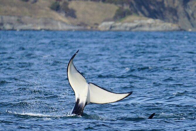 Orca whale tour from Orcas Island - The Reviews Speak Volumes