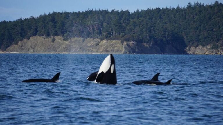 Orcas Island: Orca Whales guaranteed boat tour - Practical Tips for Booking and Enjoying Your Trip