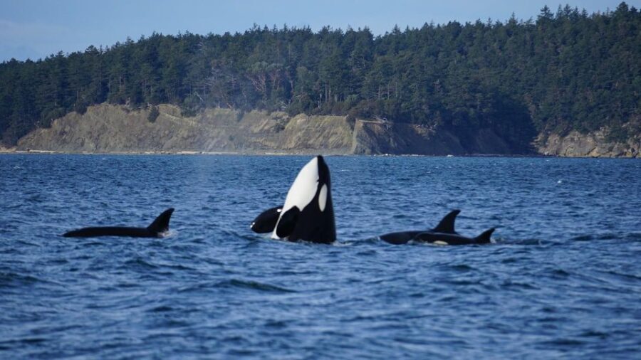 Orcas Island: Orca Whales guaranteed boat tour